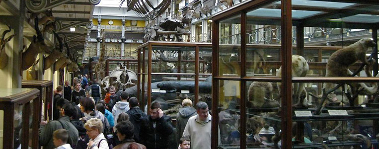 Über 10.000 Exponate im Natural History Museum