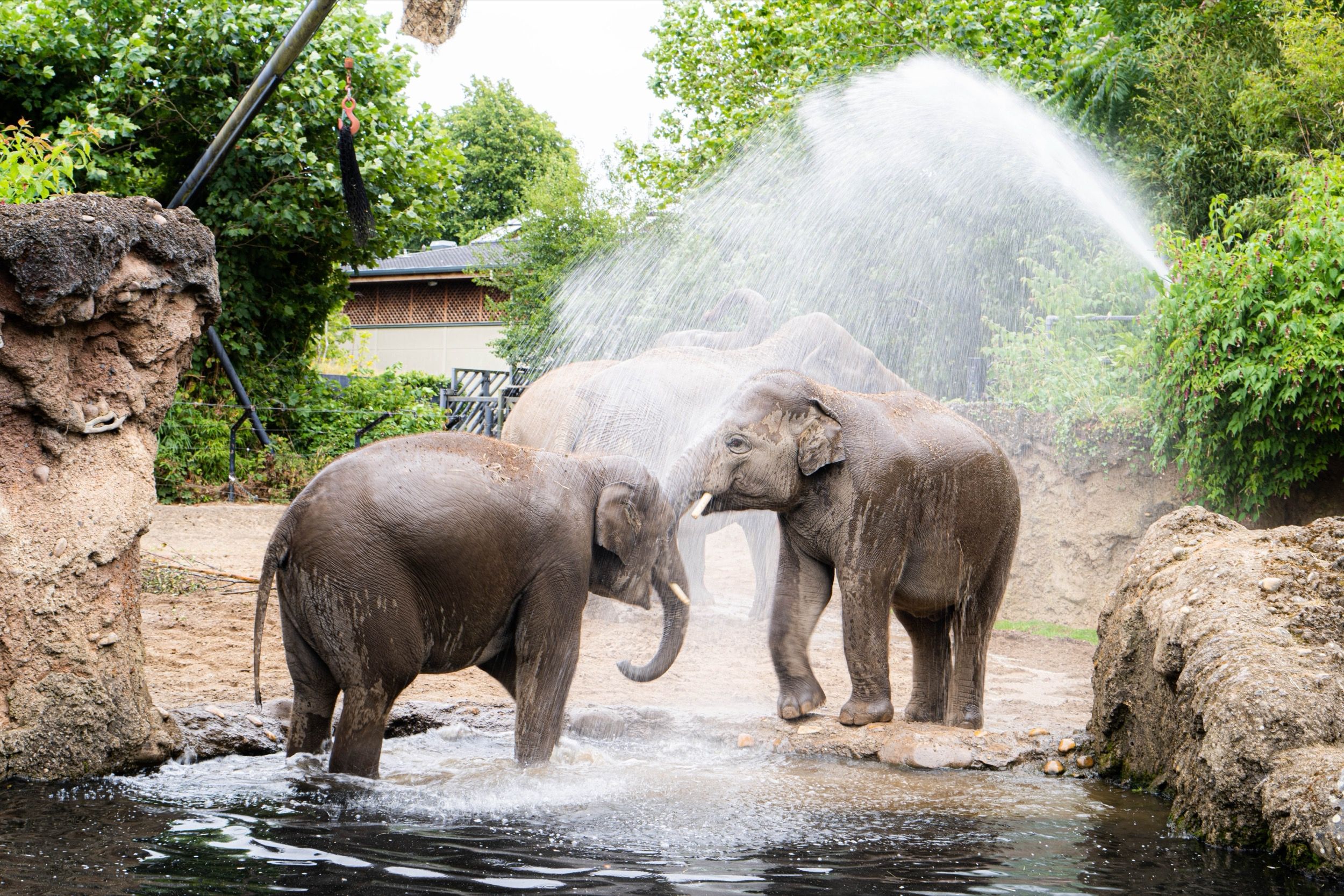 Zwei asiatische Elefanten werden in einem Zoogehege mit Wasser abgekuehlt.