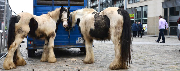 Gehandelt werden hauptsächlich Arbeitstiere